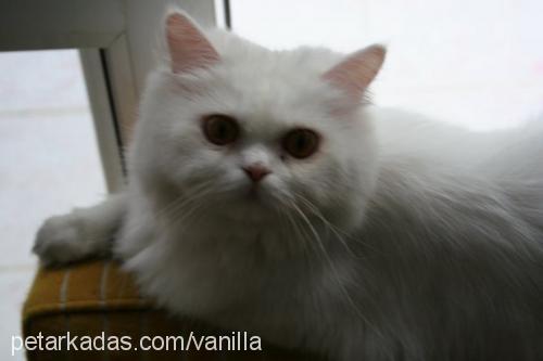 vanilla Dişi Chinchilla