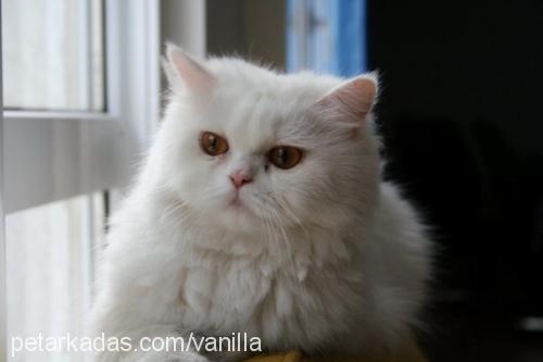 vanilla Dişi Chinchilla