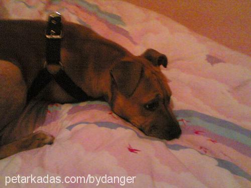 hector Erkek Amerikan Staffordshire Terrier