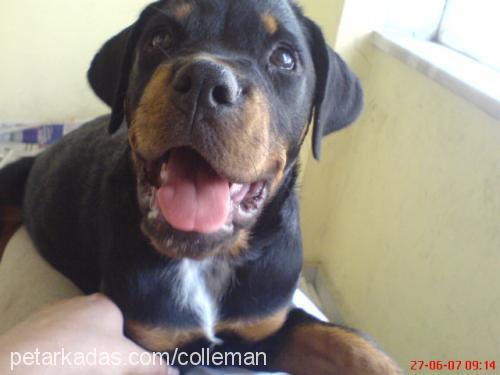 Şehrazat Dişi Rottweiler