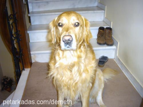 biber Erkek Golden Retriever