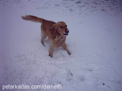 biber Erkek Golden Retriever