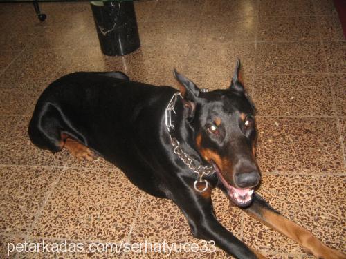 ra Erkek Doberman Pinscher