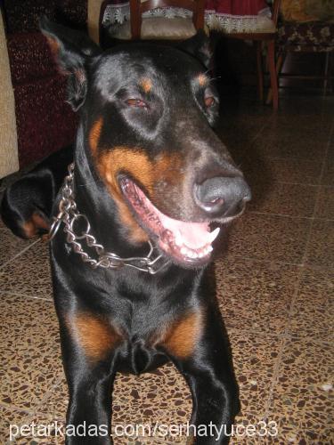 ra Erkek Doberman Pinscher