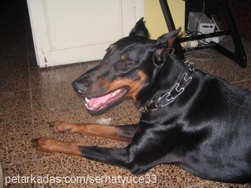 ra Erkek Doberman Pinscher