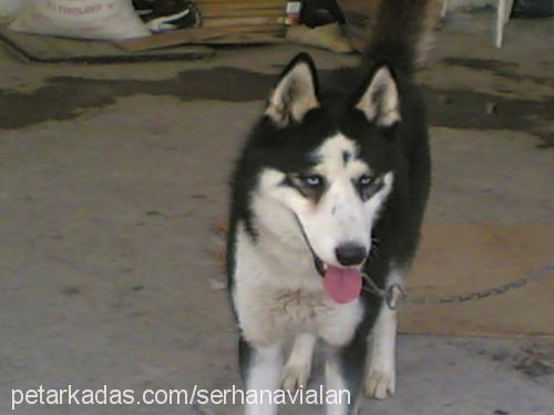 tİm Erkek Sibirya Kurdu (Husky)