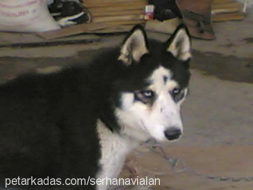 tİm Erkek Sibirya Kurdu (Husky)