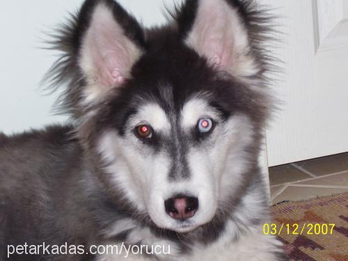 duman Erkek Sibirya Kurdu (Husky)