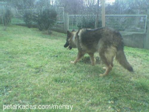 şila Dişi Alman Çoban Köpeği