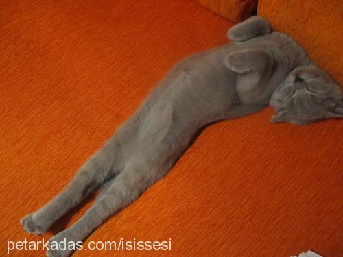 İsis Dişi Scottish Fold