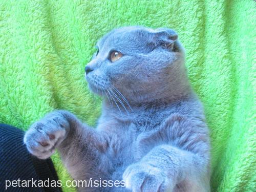 İsis Dişi Scottish Fold