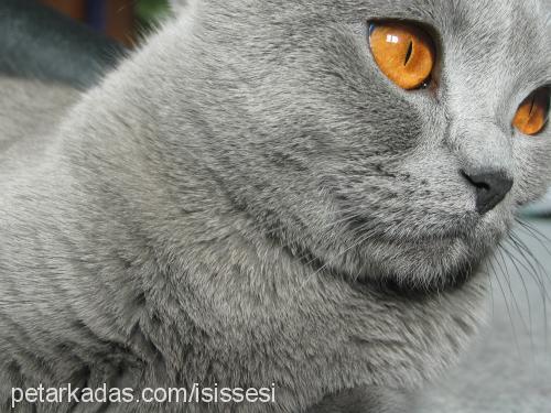 İsis Dişi Scottish Fold