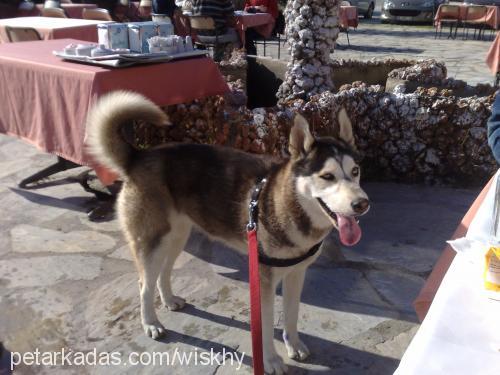 whisky Dişi Sibirya Kurdu (Husky)