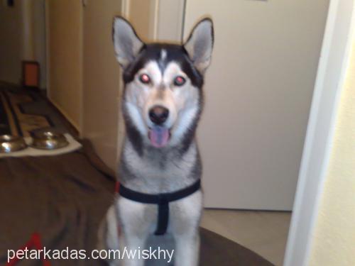 whisky Dişi Sibirya Kurdu (Husky)