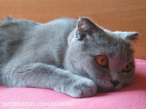 İsis Dişi Scottish Fold