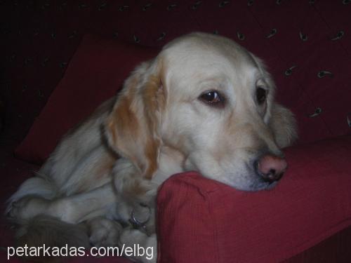 goldie Dişi Golden Retriever