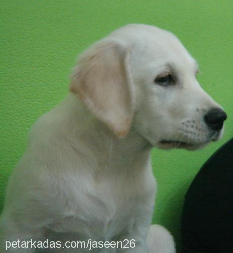 jess Erkek Labrador Retriever