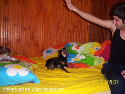 manken Dişi Minyatür Pinscher