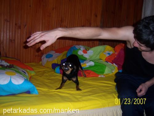 manken Dişi Minyatür Pinscher