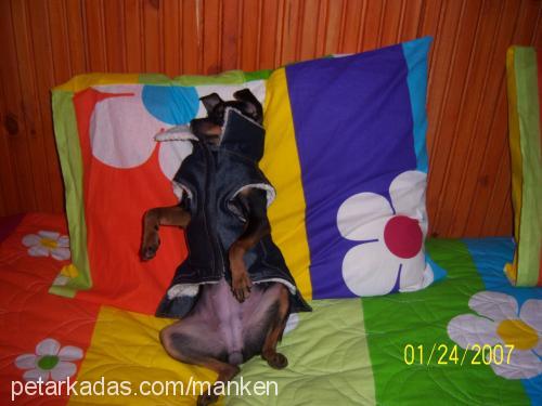 manken Dişi Minyatür Pinscher