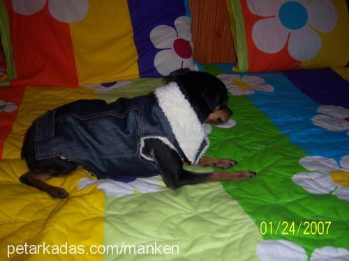 manken Dişi Minyatür Pinscher