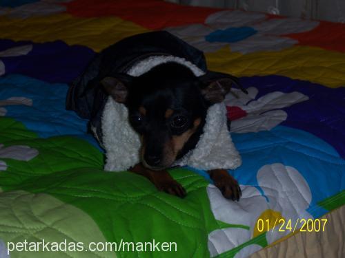 manken Dişi Minyatür Pinscher