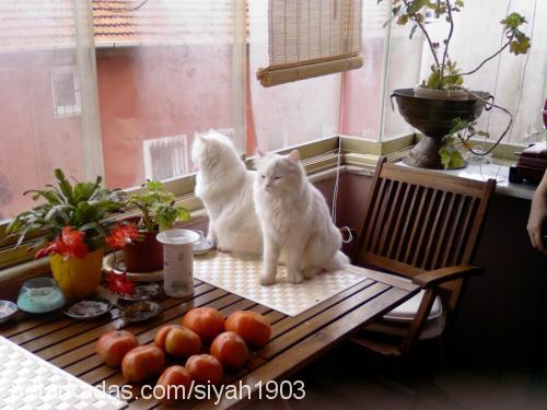 sİyah Dişi Ankara Kedisi (Angora)