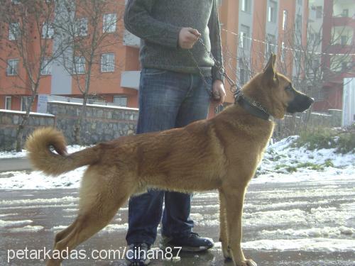 paşa Erkek Belçika Tervuren