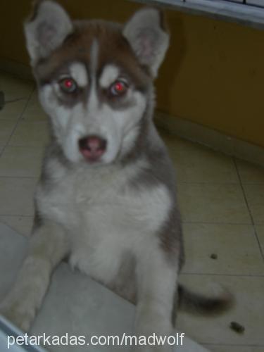 as Erkek Sibirya Kurdu (Husky)