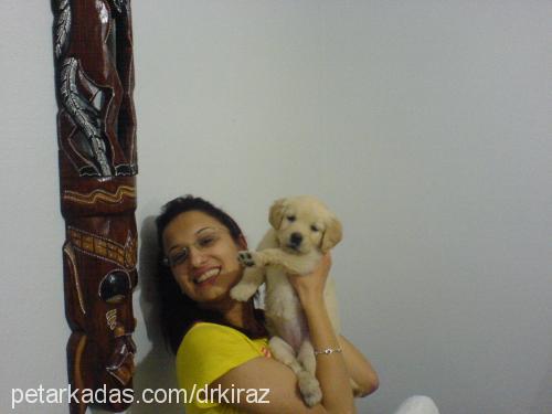 kİraz Dişi Golden Retriever