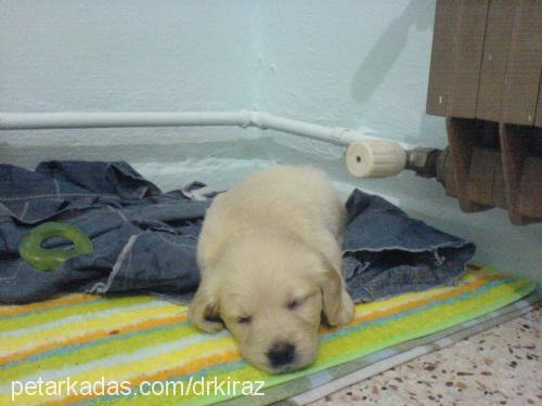 kİraz Dişi Golden Retriever