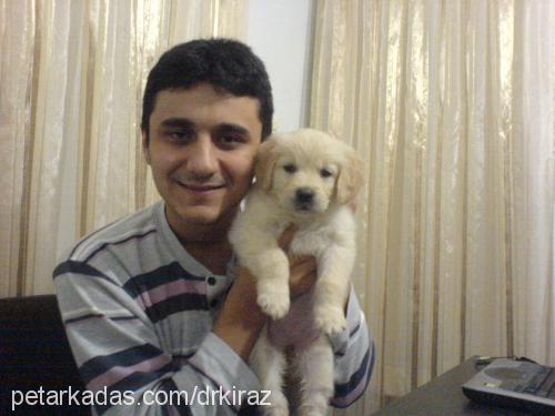 kİraz Dişi Golden Retriever