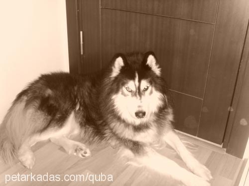 ice Erkek Sibirya Kurdu (Husky)