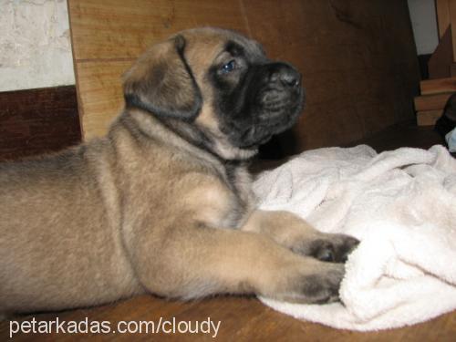 cango Erkek Bullmastiff