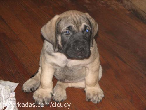 cango Erkek Bullmastiff