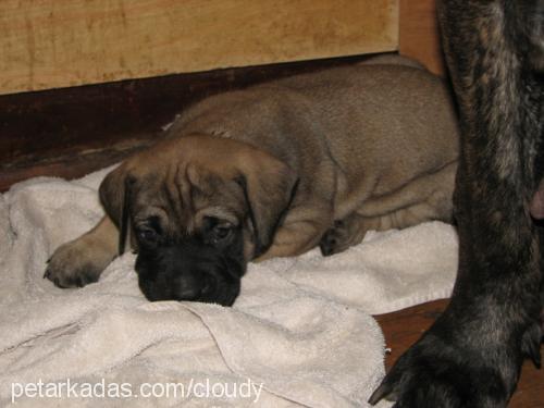 cango Erkek Bullmastiff