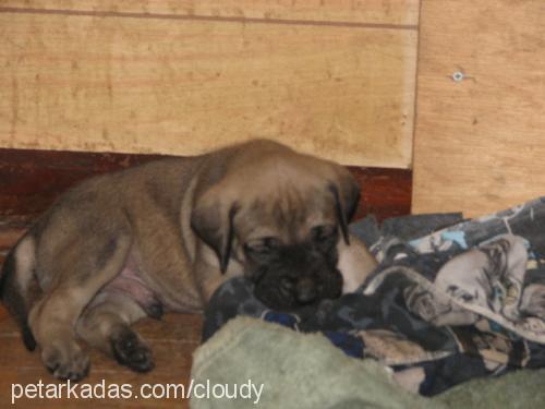 cango Erkek Bullmastiff