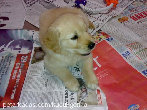 robin Erkek Golden Retriever