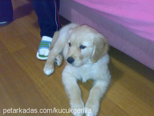 robin Erkek Golden Retriever