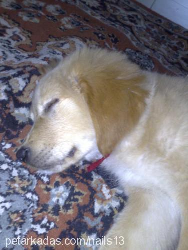 hamur Dişi Golden Retriever