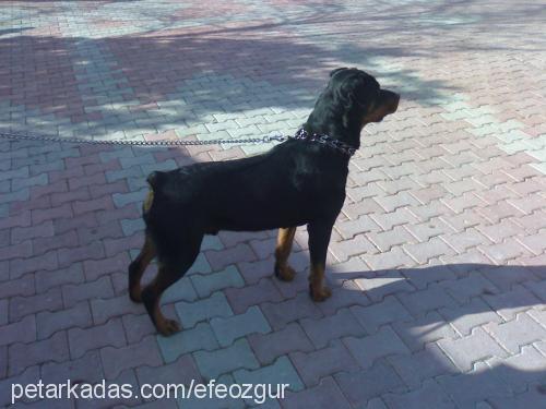 ateŞ Erkek Rottweiler