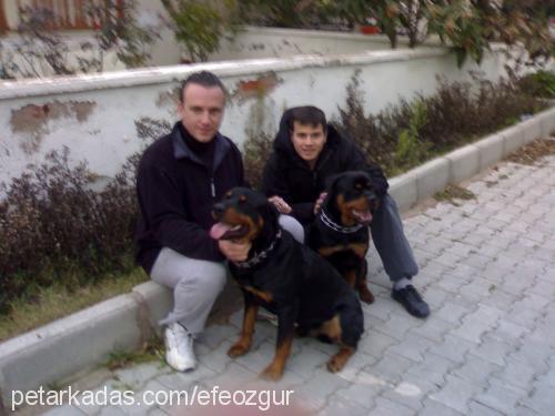 ateŞ Erkek Rottweiler