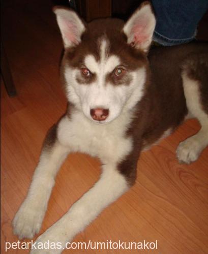 aşil Dişi Alaskan Malamute