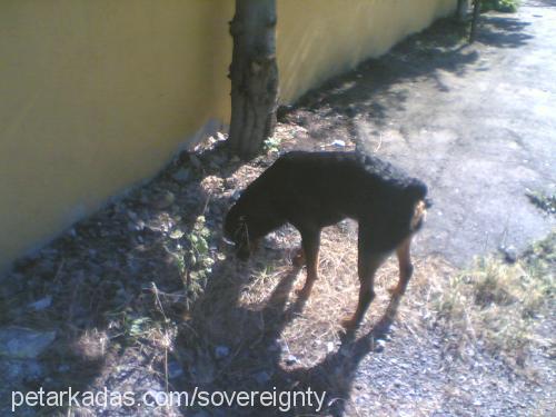 haydut Erkek Rottweiler