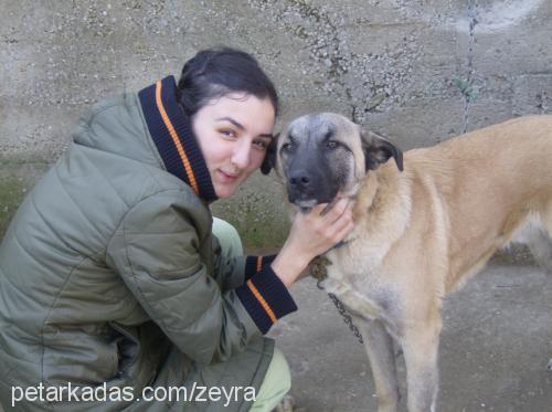 tokmak Erkek Kangal