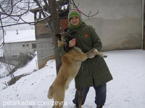 tokmak Erkek Kangal