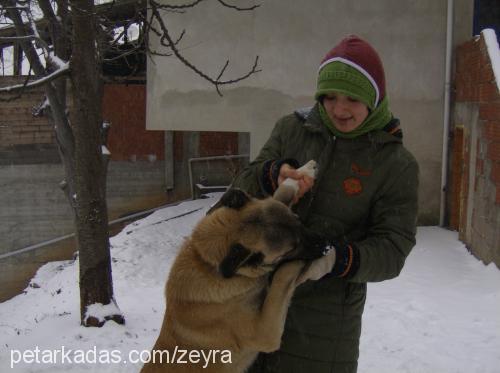 tokmak Erkek Kangal