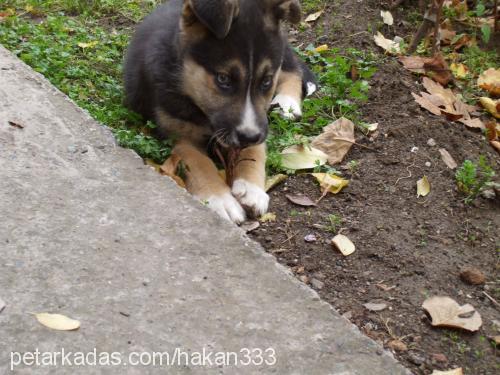 ares Erkek Sibirya Kurdu (Husky)