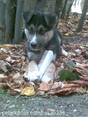 ares Erkek Sibirya Kurdu (Husky)