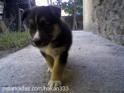 ares Erkek Sibirya Kurdu (Husky)